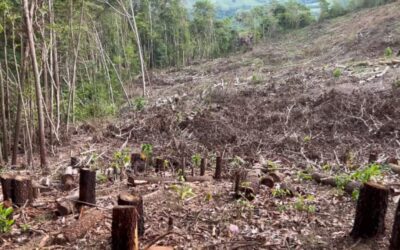 Opción Democrática respalda denuncia de comunidades por tala en cabecera del río Naranjo: “Esto es un acto de depredación ambiental que sabotea el diálogo”