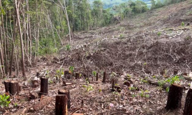 Opción Democrática respalda denuncia de comunidades por tala en cabecera del río Naranjo: “Esto es un acto de depredación ambiental que sabotea el diálogo”